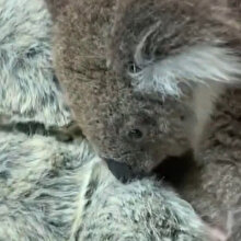 Öksüz koala, oyuncak ayıyı annesi zannetti