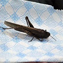 İran’ı istila eden çekirge, Hakkari’de görüldü