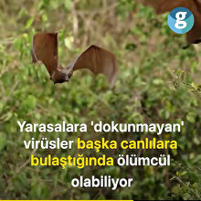 Yarasaların salgın hastalıklardaki rolü ne?