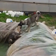 Havuza düşen köpeği kangal kurtardı