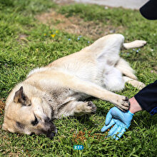 Belediyeler hayvanları unutmadı 🐶🐱
