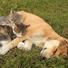 Çin'de bir şehirde kedi köpek eti yemek yasaklandı