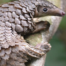 Gabon'da koronavirüs bulaştırdıkları için pangolin ile yarasanın tüketim ve satışı yasaklandı