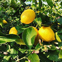 Virüs nedeniyle satışı artan limonun ihracatı izne bağlandı