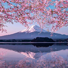 Yeni doğuşun simgesi: Sakura 🌸