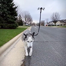 Sosyal mesafeye dikkat çekmek için köpeğini drone ile gezdirdi