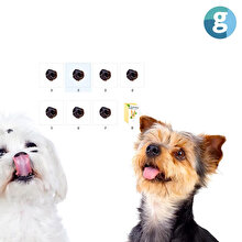 Köpekler burunlarıyla neleri bulabilir?