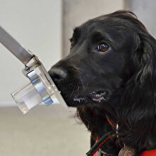 Köpekler koronavirüsü koklayarak teşhis etmeleri için eğitilecek