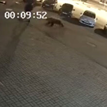 Şehre inen ayı kaldırımdaki adama saldırdı