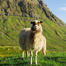 Biraz bağımlı biraz bağımsız, Faroe Adaları! 🐑