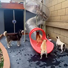 Çocuklar gibi kaydıraktan kayan köpekler gülümsetti