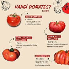 Hangi domates? 🍅