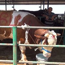 1 ton 352 kg ağırlığındaki tosun 35 bin liraya satışa sunuldu