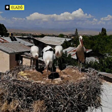 Elazığ'da leyleklerin yavruları büyüdü, göç hazırlığı başladı