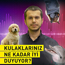 Hangi Ses frekanslarını duyabiliyoruz?