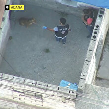 Adana'da çete operasyonunda polise pitbull şoku