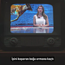 Kurban Bayramı'nın firarileri 🐄🐮