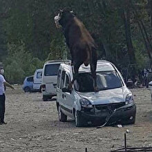 Akılalmaz olay: Kurbanlık boğa, park halindeki aracın üzerine çıktı