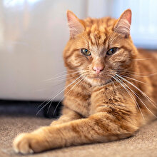 'Garfield' evine geri döndü