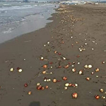 Adana'da sahile vuran soğanlar görenleri şaşırttı