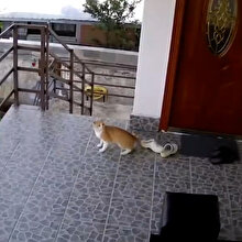 Hayvanların deprem paniği kamerada