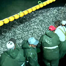 Balıkçılar 'Vira Bismillah' dedi: 25 ton balık avlandı