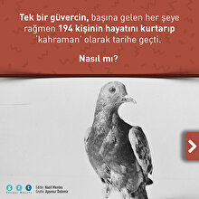 Güvercin etkisi: '194 kişiyi kurtardı'