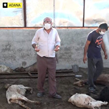Ahıra giren sokak köpekleri 7 keçiyi telef etti