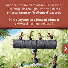 E.O. Wilson onlarca karıncayı nasıl trolledi?