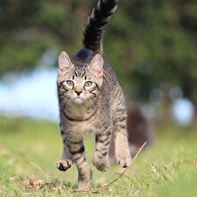 Kedi de yarışmak isterse...
