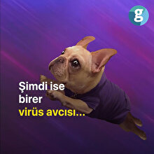 Bu köpekler koronavirüsü tespit edebiliyor
