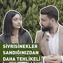 Bu sinekler sandığınızdan daha tehlikeli!