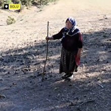 Bolu'da kurtların saldırısı sonucu 21 koyun telef oldu