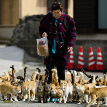 Japonya'nın Kedi Adası'nda 22 insan, 120'den fazla kedi yaşıyor