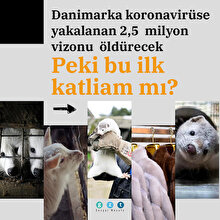 Danimarka koronavirüse yakalanan 2,5 milyon vizonu öldürecek