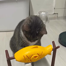 Kediyle ortak hayallerimiz var 😅