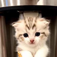 Bu makine yok satar! 😂