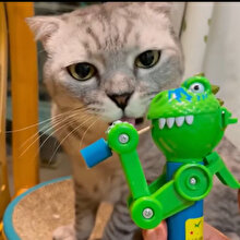 Kedinin yerine biz sinirlendik 😅