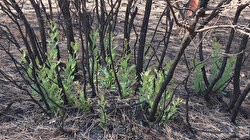 Orman yangınında sonra umutlandıran görüntü: Yanan ağaçların kökleri filizlendi