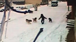Kars’ta dehşet anları: Çocuğun cesareti köpeklerin saldırısını önledi