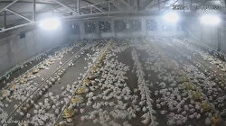 Bolu’da depremde tavukların kaçışma anı kamerada