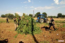 Military destroys 424,300 cannabis trees planted by PKK