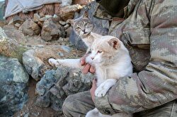 Cats accompany soldiers at military base