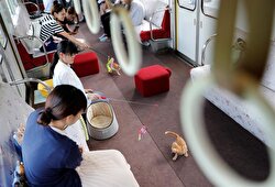 A Japanese civic group teamed up with a railway operator on Sunday to let some 30 cats roam on a local train at an event, hoping it will raise awareness of the culling of stray cats. 
