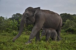 Indonesia’s endangered Sumatran elephants