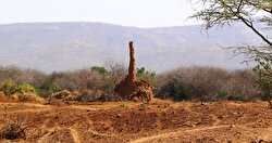 Anthills enthrall tourists in Ethiopia 