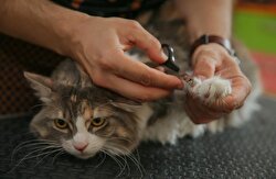 Pet beauty shop in Turkey's Izmir