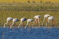Scores of birdwatching enthusiasts flock to Lake Erçek in Turkey's Van province to observe flocks of flamingo birds as they take a break to freshen up near the water.


