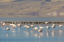 Scores of birdwatching enthusiasts flock to Lake Erçek in Turkey's Van province to observe flocks of flamingo birds as they take a break to freshen up near the water.

