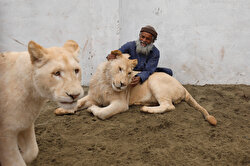 Mamy, a caretaker plays with a pair of pet lions in an enclosure built in a house on the outskirts of Peshawar, Pakistan February 4, 2019.

